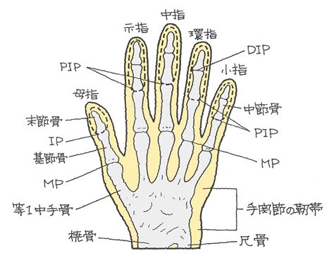 手指第一節|指骨